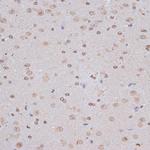 NFE2L1 Antibody in Immunohistochemistry (Paraffin) (IHC (P))