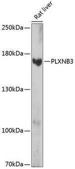 PLXNB3 Polyclonal Antibody