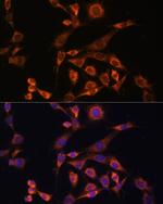 MEK2 Polyclonal Antibody