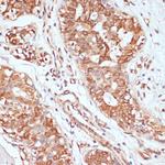 PTPRN2 Antibody in Immunohistochemistry (Paraffin) (IHC (P))