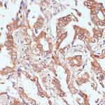 PTPRN2 Antibody in Immunohistochemistry (Paraffin) (IHC (P))