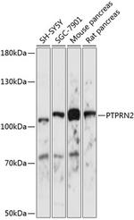 PTPRN2 Antibody in Western Blot (WB)