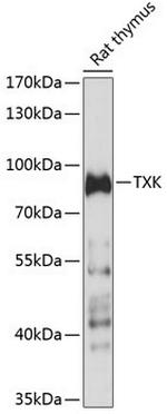 TXK Polyclonal Antibody