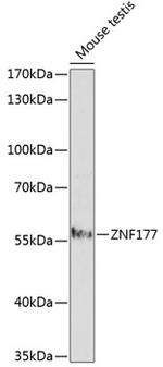 ZNF177 Polyclonal Antibody