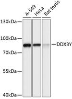 DDX3Y Polyclonal Antibody