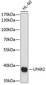 EDG4 Polyclonal Antibody