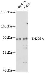 SH2D3A Polyclonal Antibody