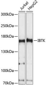 IBTK Polyclonal Antibody