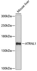 ATRNL1 Polyclonal Antibody