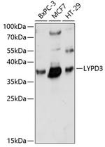 LYPD3 Polyclonal Antibody