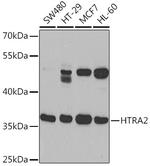 HTRA2 Polyclonal Antibody