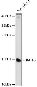 BATF3 Polyclonal Antibody