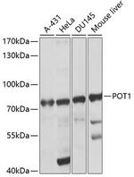 POT1 Polyclonal Antibody
