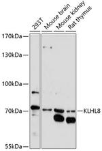 KLHL8 Antibody in Western Blot (WB)