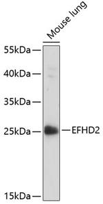 EFHD2 Polyclonal Antibody