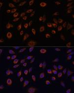 C1orf57 Polyclonal Antibody