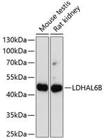 LDHAL6B Antibody in Western Blot (WB)