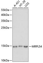 MRPL54 Antibody in Western Blot (WB)