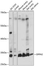 DPPA2 Antibody in Western Blot (WB)