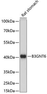 B3GNT6 Polyclonal Antibody