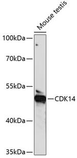 PFTK1 Polyclonal Antibody