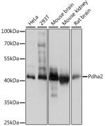 PDHA2 Antibody in Western Blot (WB)