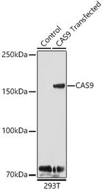 Cas9 Polyclonal Antibody