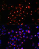 SGMS1 Polyclonal Antibody