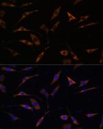 RPL28 Polyclonal Antibody