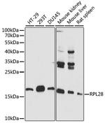 RPL28 Antibody in Western Blot (WB)