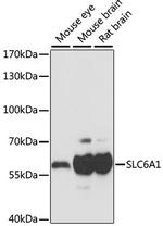 GAT-1 Polyclonal Antibody