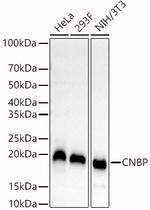 ZNF9 Antibody in Western Blot (WB)