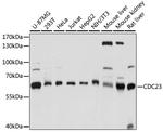 Cdc23 Antibody in Western Blot (WB)