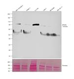 SPON1 Polyclonal Antibody