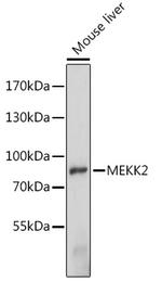 MEKK2 Polyclonal Antibody