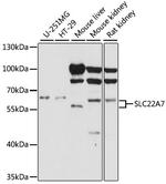 SLC22A7 Polyclonal Antibody