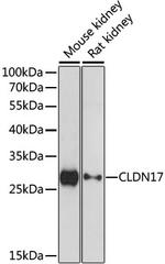 Claudin 17 Antibody in Western Blot (WB)