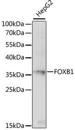 FOXB1 Polyclonal Antibody