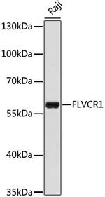 FLVCR1 Polyclonal Antibody
