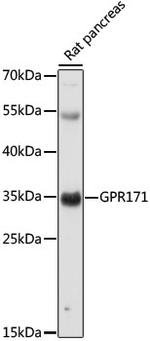 GPR171 Polyclonal Antibody