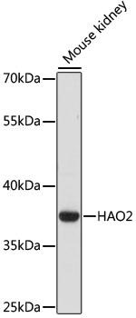 HAO2 Polyclonal Antibody