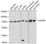 IGF2BP1 Antibody in Western Blot (WB)