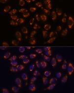 CRELD1 Antibody in Immunocytochemistry (ICC/IF)