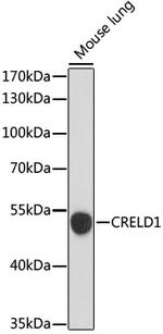 CRELD1 Antibody in Western Blot (WB)