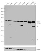 PRMT5 Antibody in Western Blot (WB)