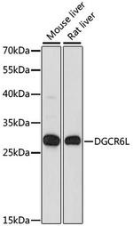 DGCR6L Polyclonal Antibody