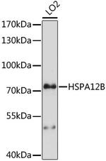 HSPA12B Polyclonal Antibody