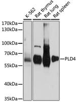 PLD4 Antibody in Western Blot (WB)