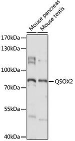 QSOX2 Polyclonal Antibody