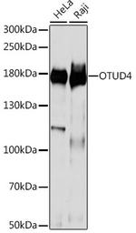 OTUD4 Antibody in Western Blot (WB)